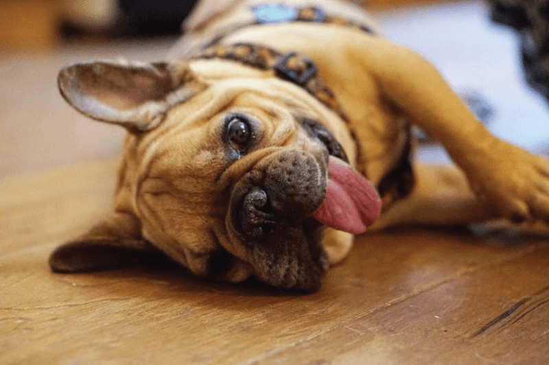 French Bulldog