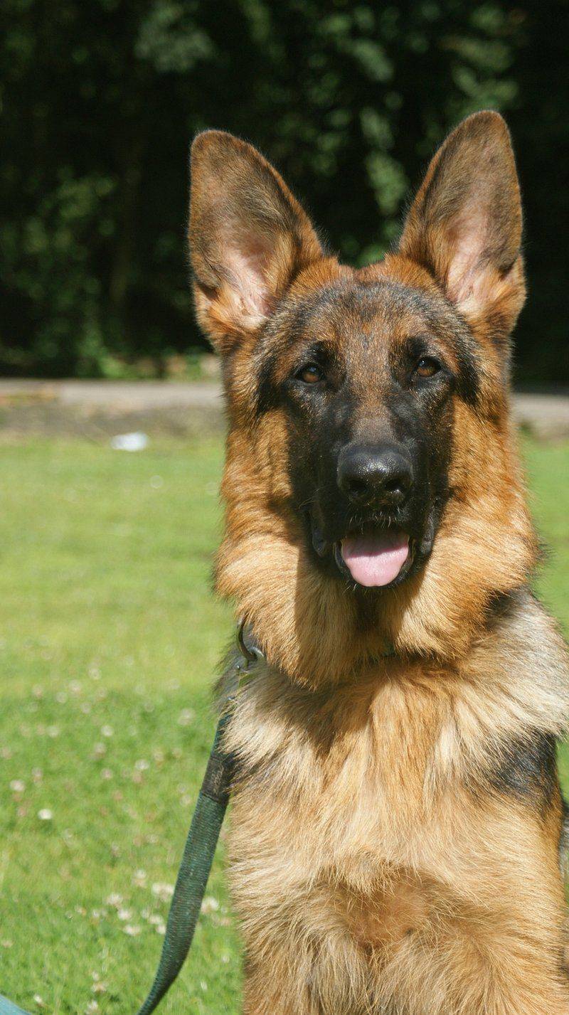 German Shepherd
