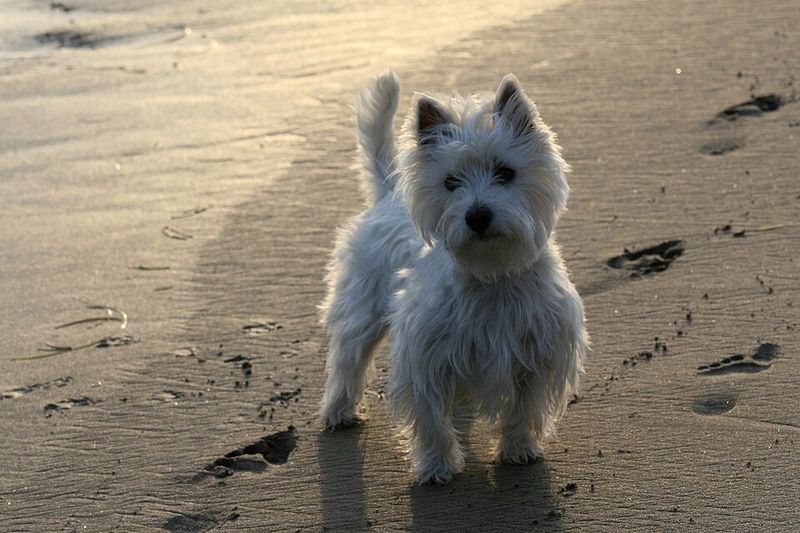 Choosing the right diet matters even more for these sensitive dog breeds 10 West Highland White Terrier