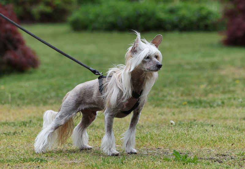 Think you've seen every kind of dog? These extraordinary breeds may prove otherwise 4 Chinese Crested