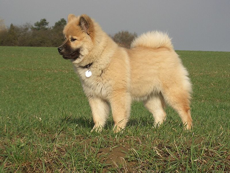 Eurasier