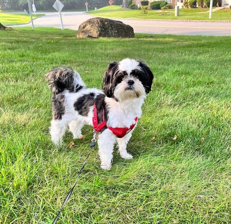 Shih Tzu