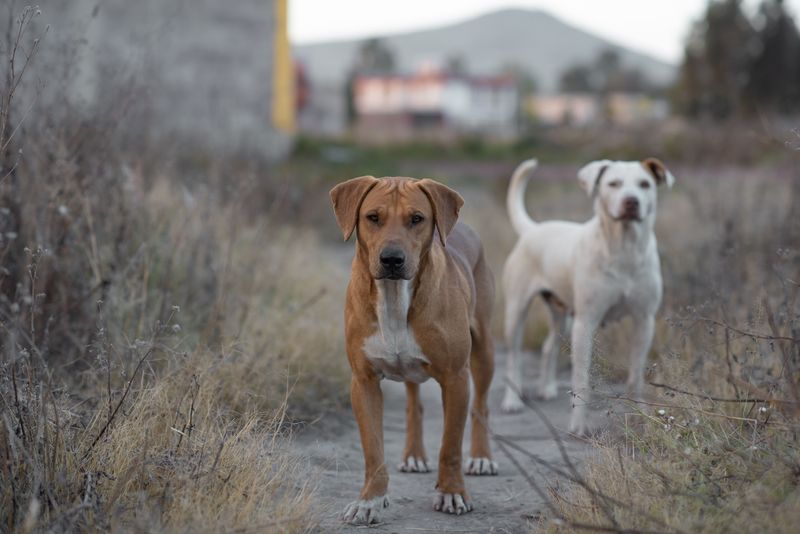 Male or female? These 11 differences may matter more than most adopters realize 4 Males are more likely to roam if intact