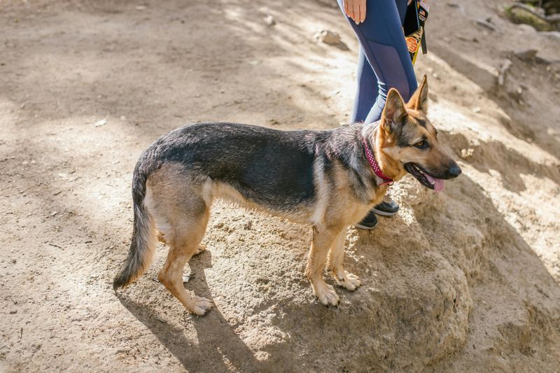 25 Energetic Dog Breeds That Love Hiking and Outdoor Adventures 13 German Shepherd