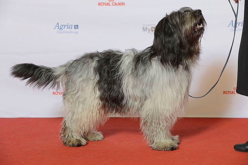 15 Dog Breeds That Learn Bad Habits Fast - And the One Rule Owners Must Never Break 5 Schapendoes