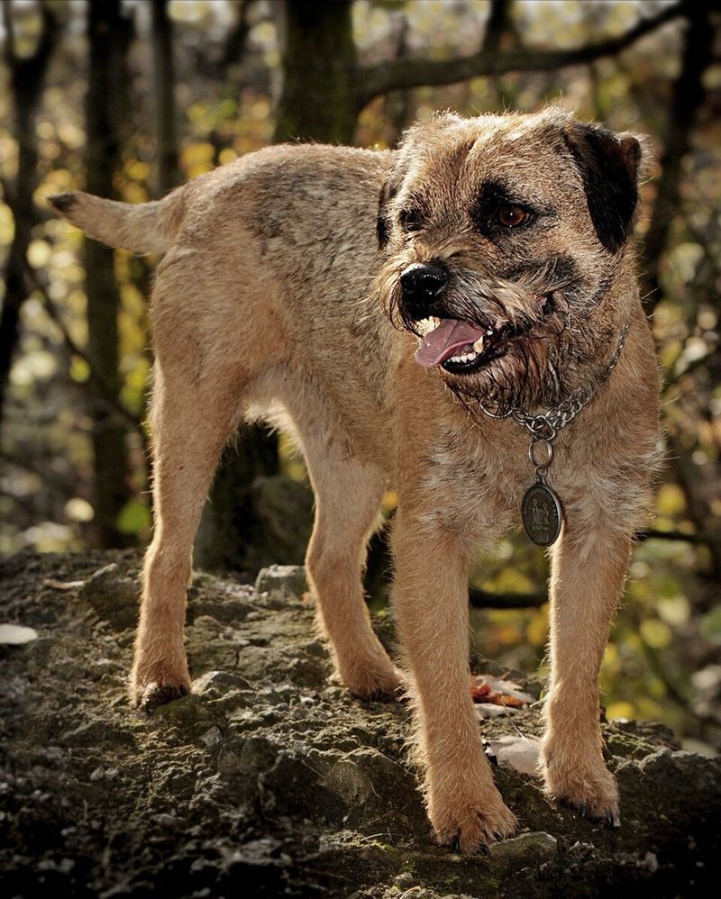 25 Small Dog Breeds That Combine Courage with Endless Energy 17 Border Terrier