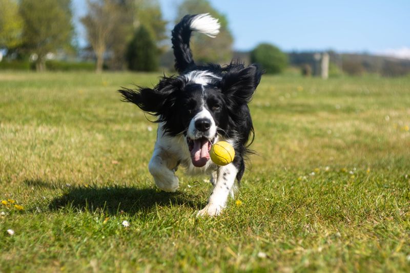 10 signs your dog thinks he's calling the shots - and 3 that are often misunderstood 8 Controls play interactions