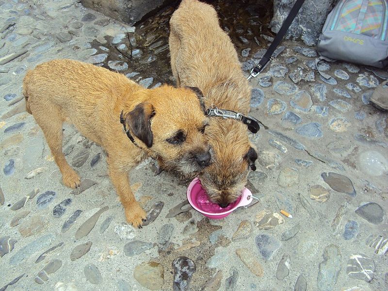 These 12 Breeds Are Getting Picked for “No Backyard” Life - But Not the Usual Ones 5 Border Terrier