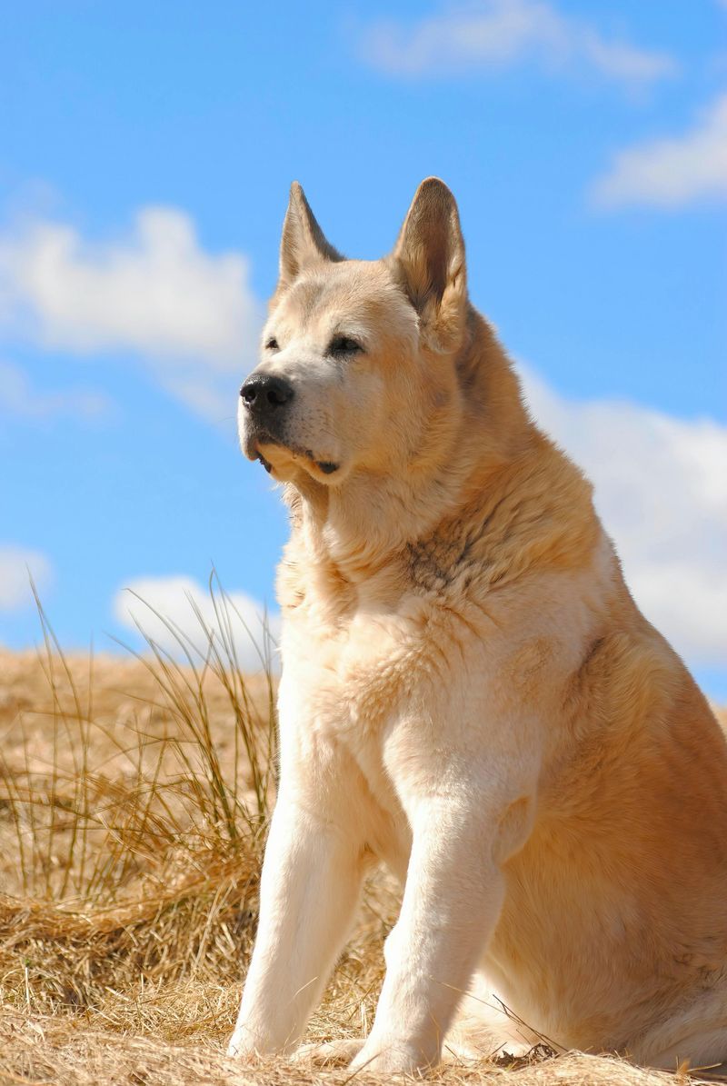 18 dog breeds that behave differently depending on who they are with 6 Akita