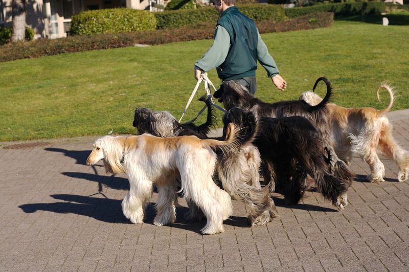 The biggest off-leash mistake owners make often involves these dog breeds 4 Afghan Hound