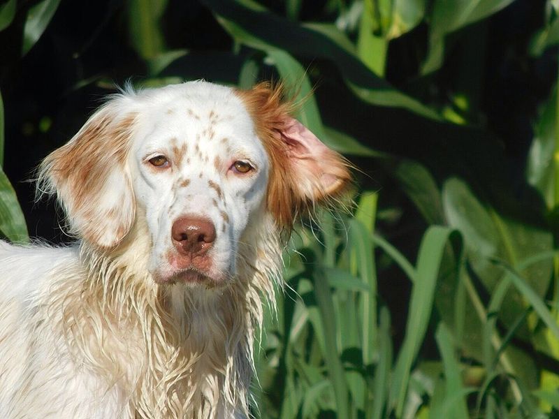 Patience often reveals the very best qualities these dog breeds have to offer 11 English Setter