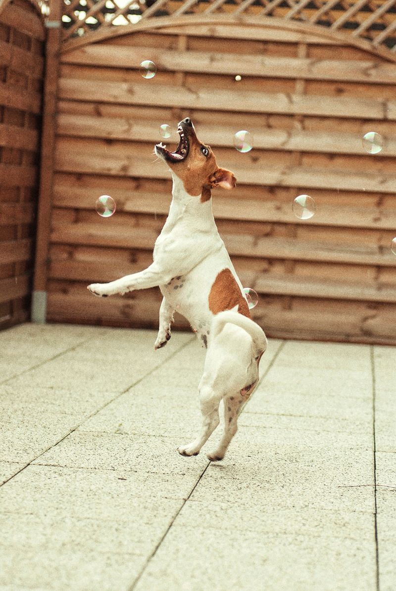 Jack Russell Terrier