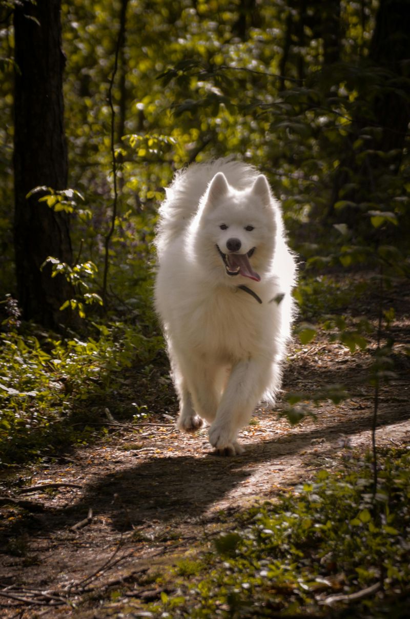 Samoyed