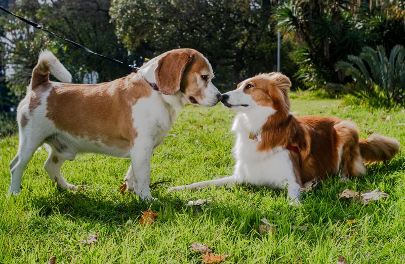 10 hidden scent trails dogs can follow even when humans detect absolutely nothing 2 Following the route another dog took earlier