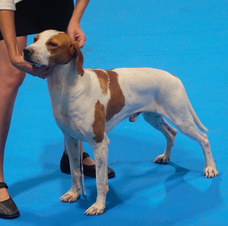 Istrian Shorthaired Hound
