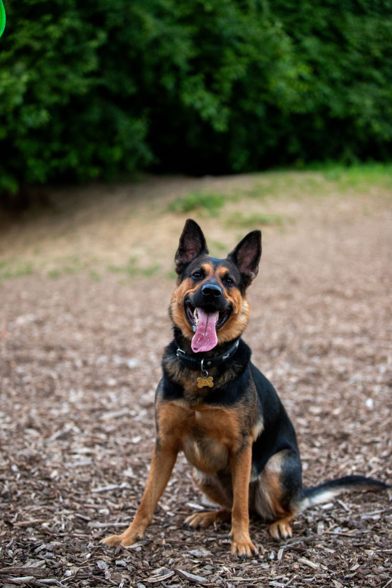 German Shepherd