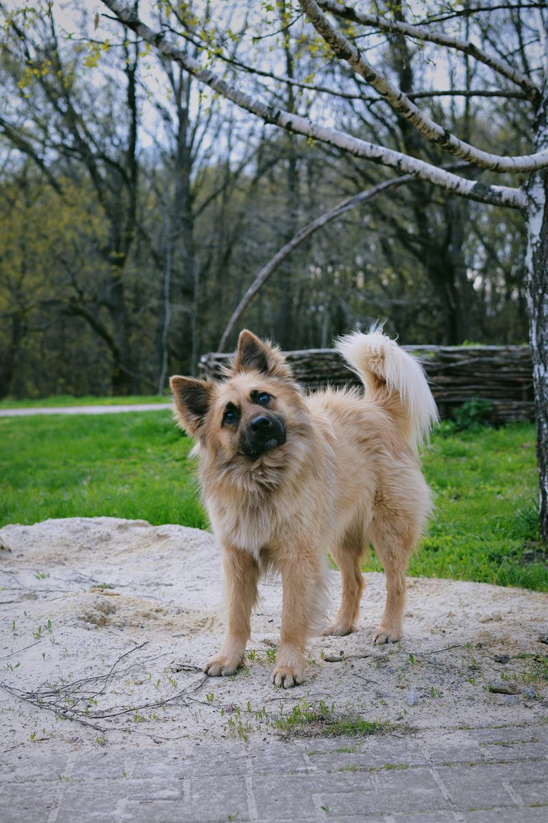 Icelandic Sheepdog