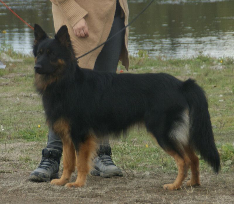 Bohemian Shepherd