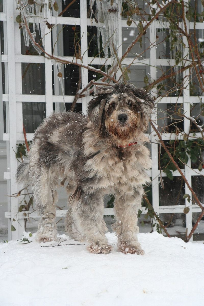 Bergamasco Sheepdog