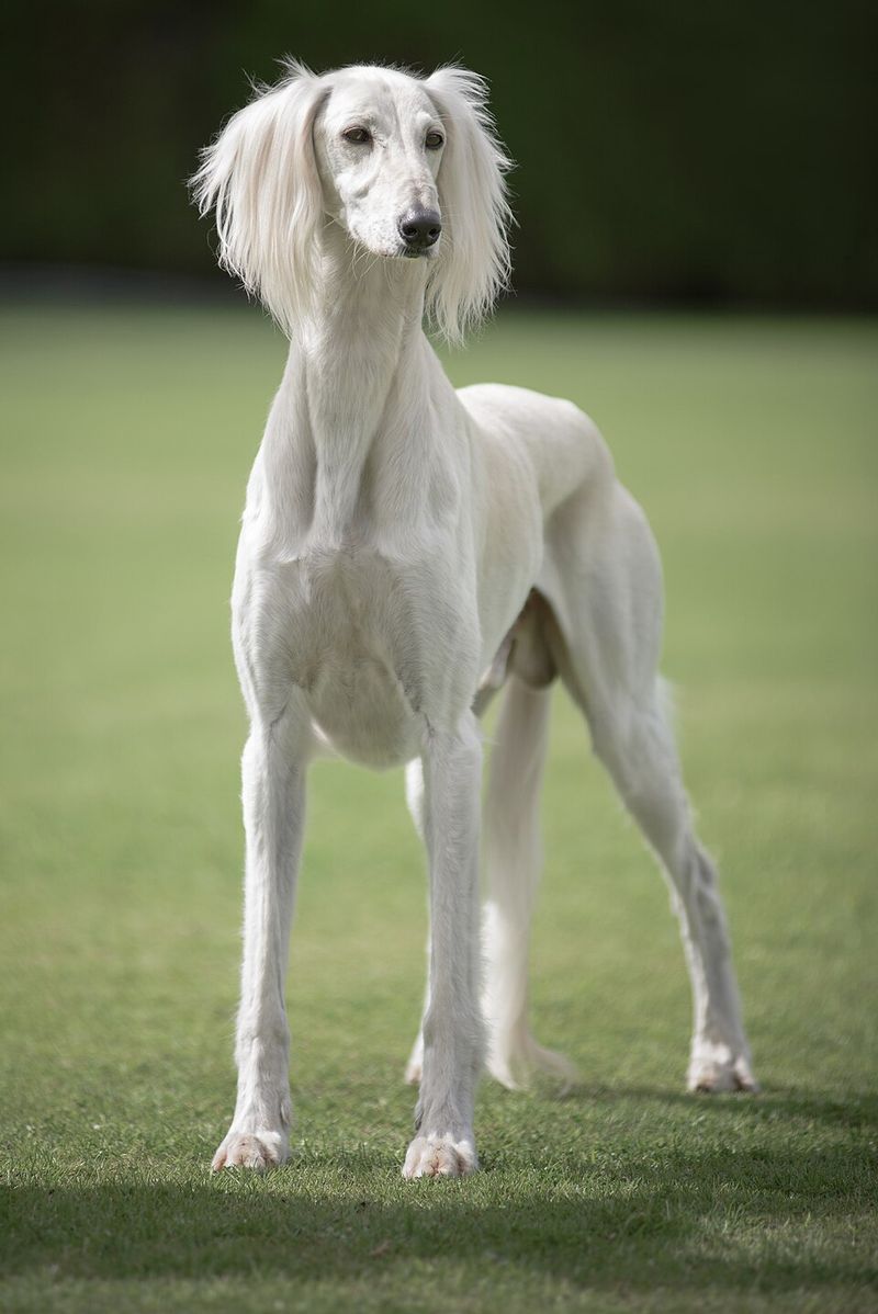 Before You Call It “Stubborn,” See 10 Dog Breeds That Are Actually Independent Thinkers 7 Saluki