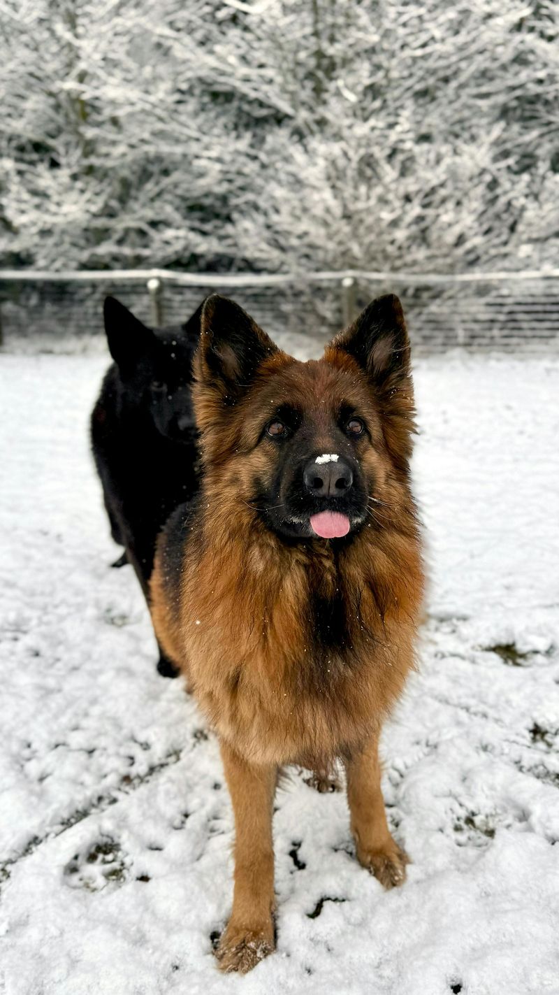 German Shepherd