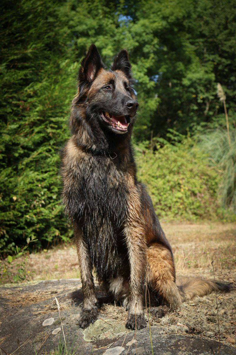 Belgian Tervuren