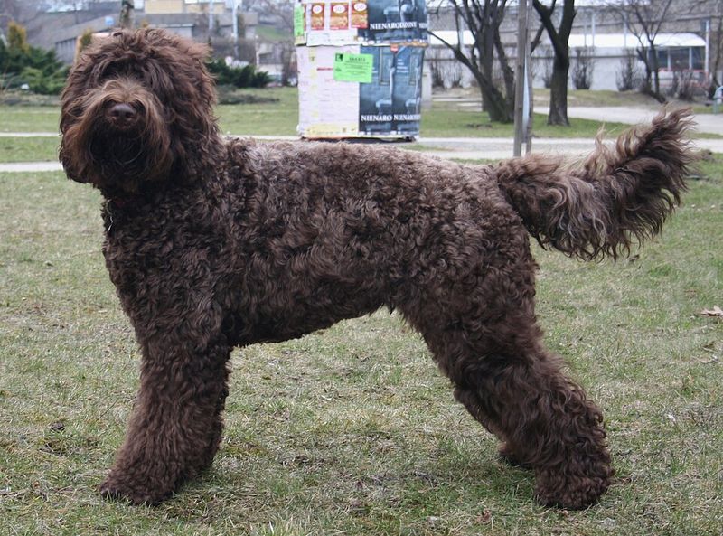 15 breeds that get intensely attached to routines and hate changes 11 Barbet
