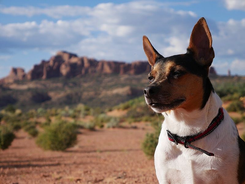 Rat Terrier: Pint-Sized Pest Patrol