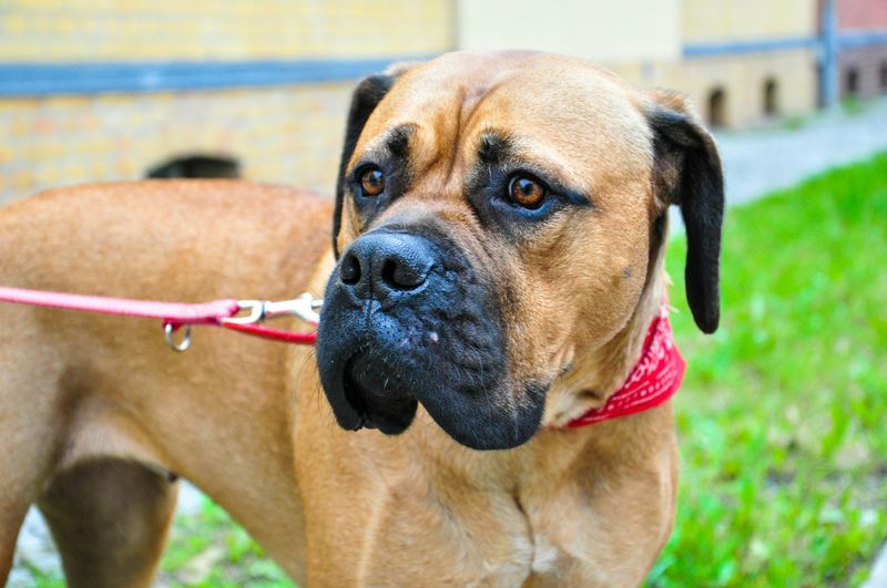 19 Highly Protective Dog Breeds Often on Guard 7 Bullmastiff