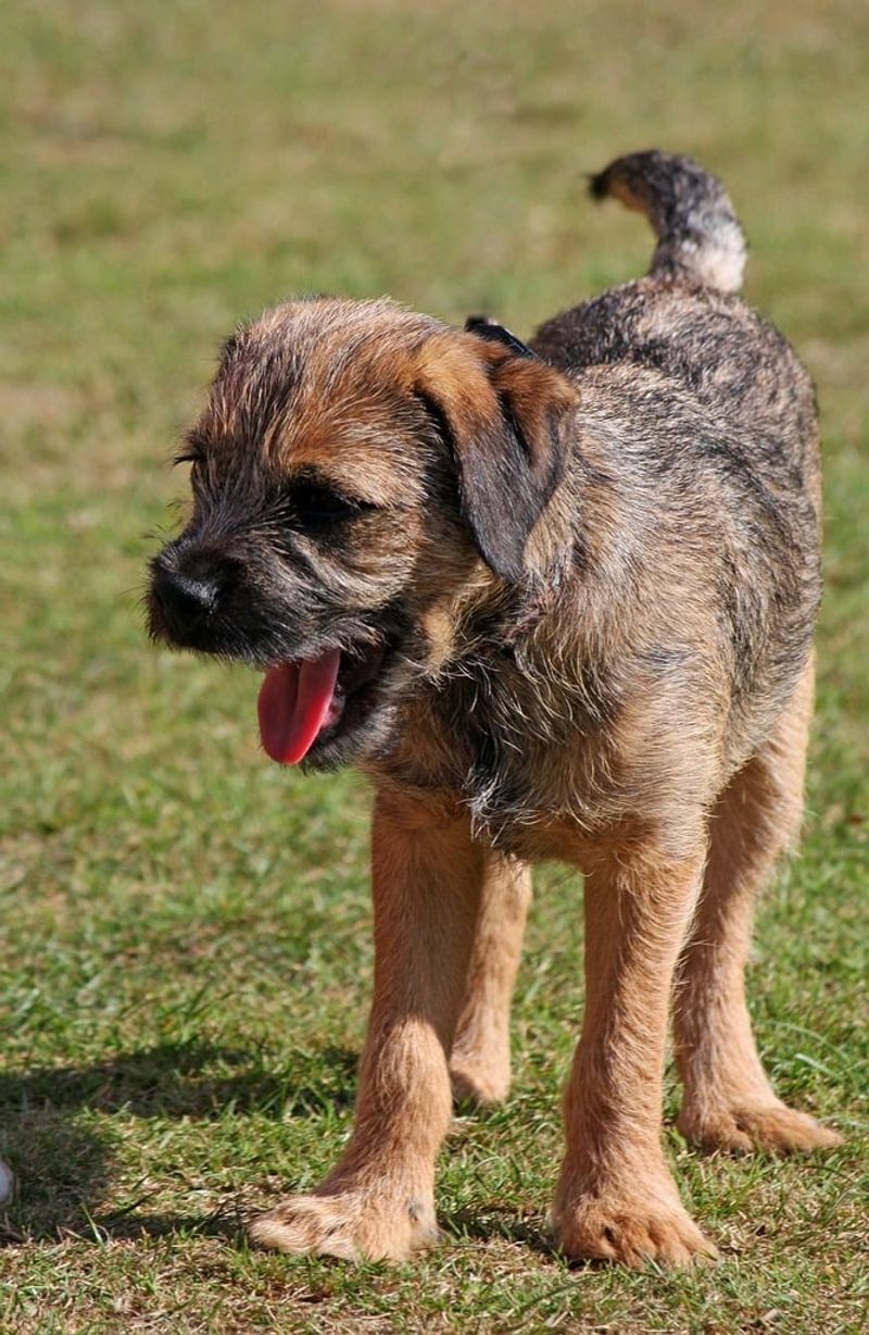 Border Terrier