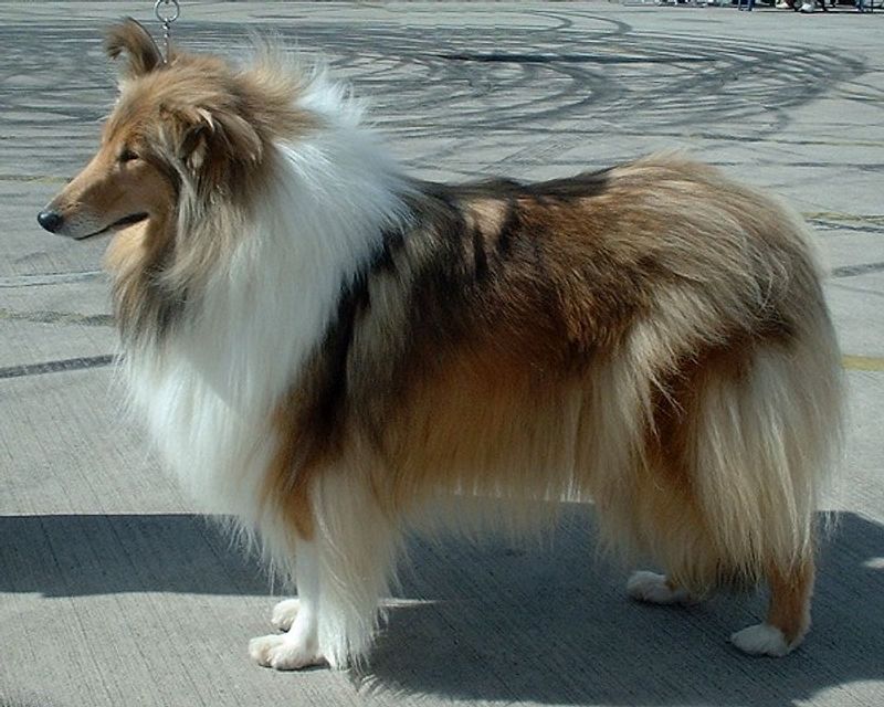 Collie