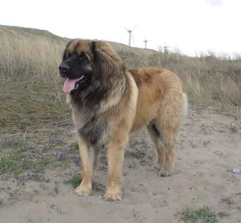 Keeping their cool comes naturally to these emotionally balanced companions 9 Leonberger