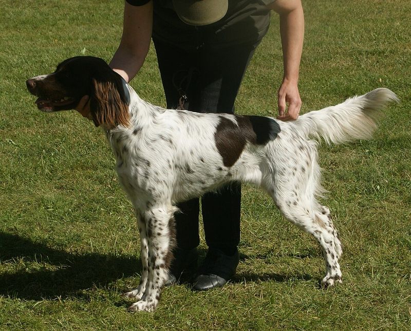 German Longhaired Pointer