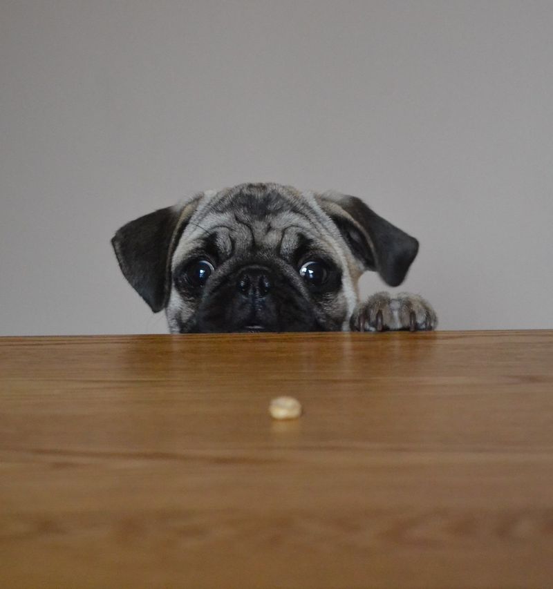 The Crate Debate Is Back - 11 Red Flags Your Dog Isn’t “Settling,” They’re Panicking 7 Trying to squeeze out