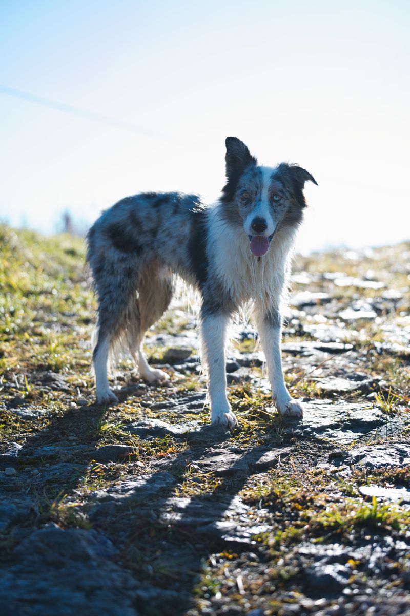 Border Collie