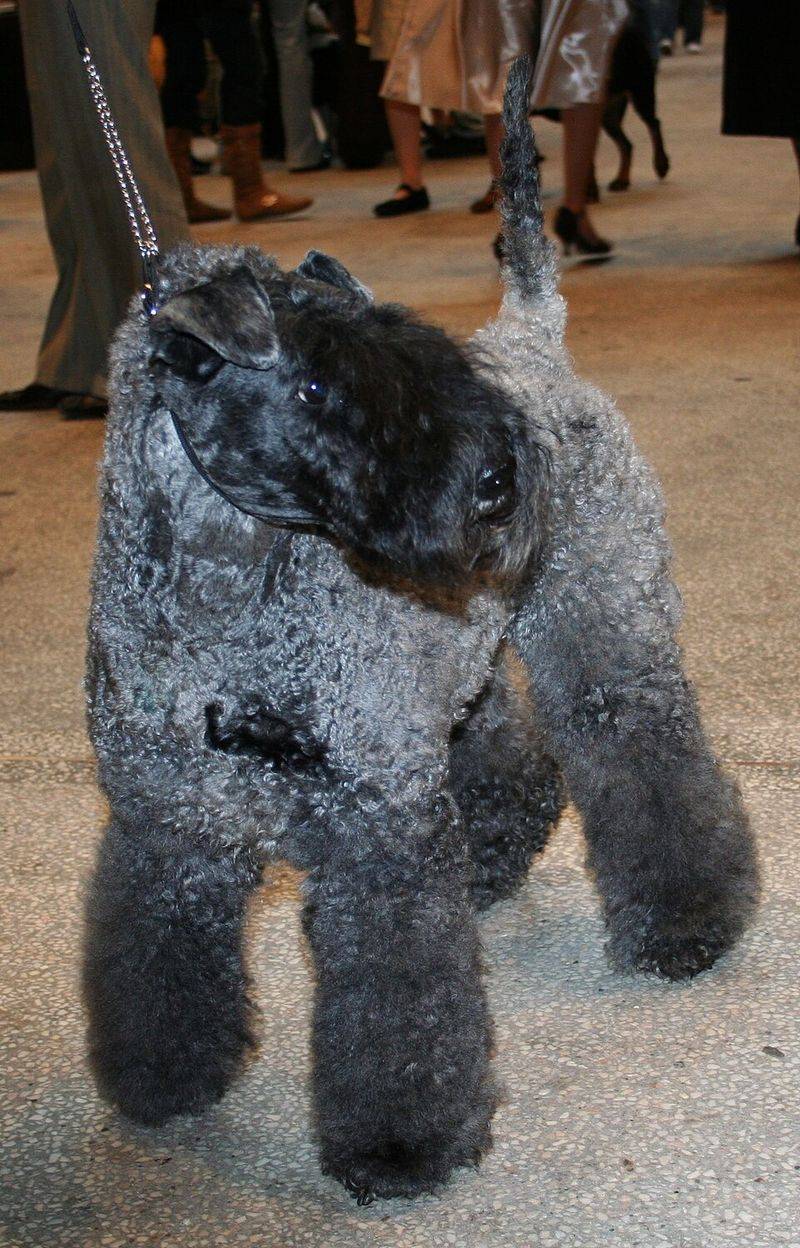 Kerry Blue Terrier