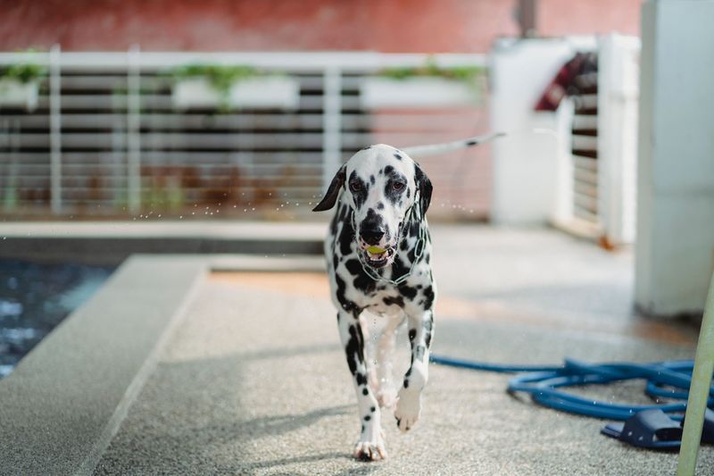 13 dog breeds that seem easy to love – until you realize how much they expect in return 5 Dalmatian