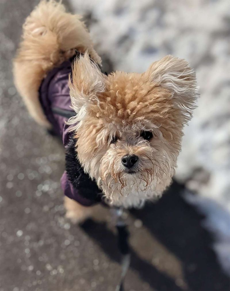 Pomapoo