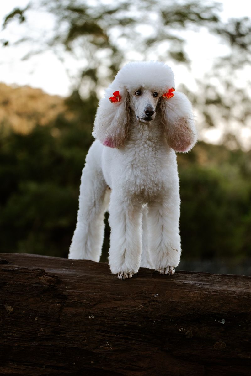 The same routine doesn't work equally well for every dog - These breeds make personalization especially valuable 11 Standard Poodle