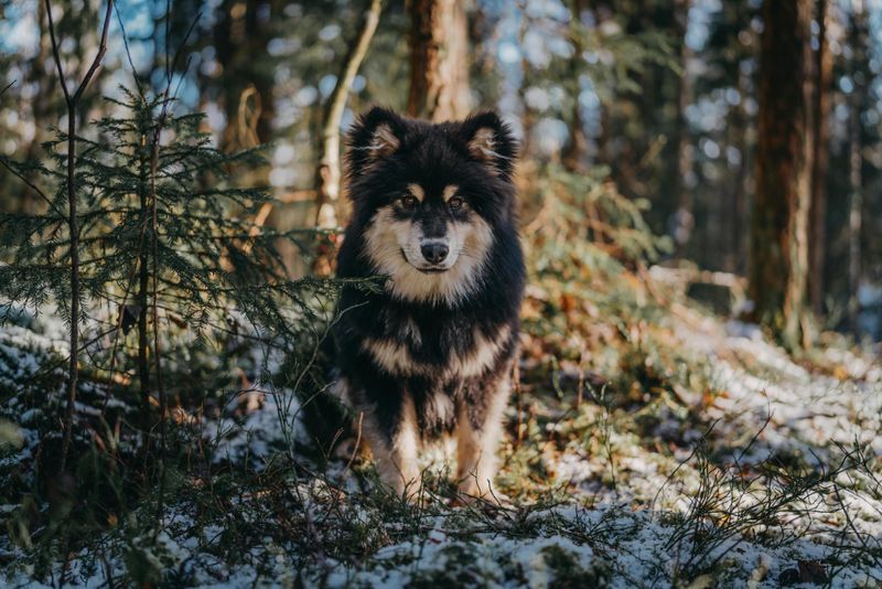 Finnish Lapphund