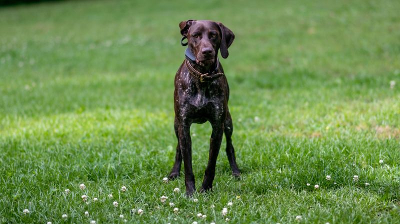 A clear routine often unlocks the very best these dog breeds have to offer 11 German Shorthaired Pointer