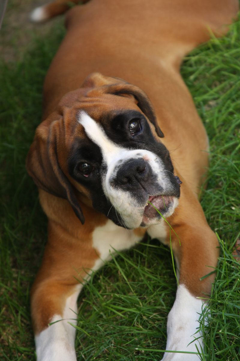 10 dog breeds Golden Retrievers seem to bond with better than almost anyone else 5 Boxer
