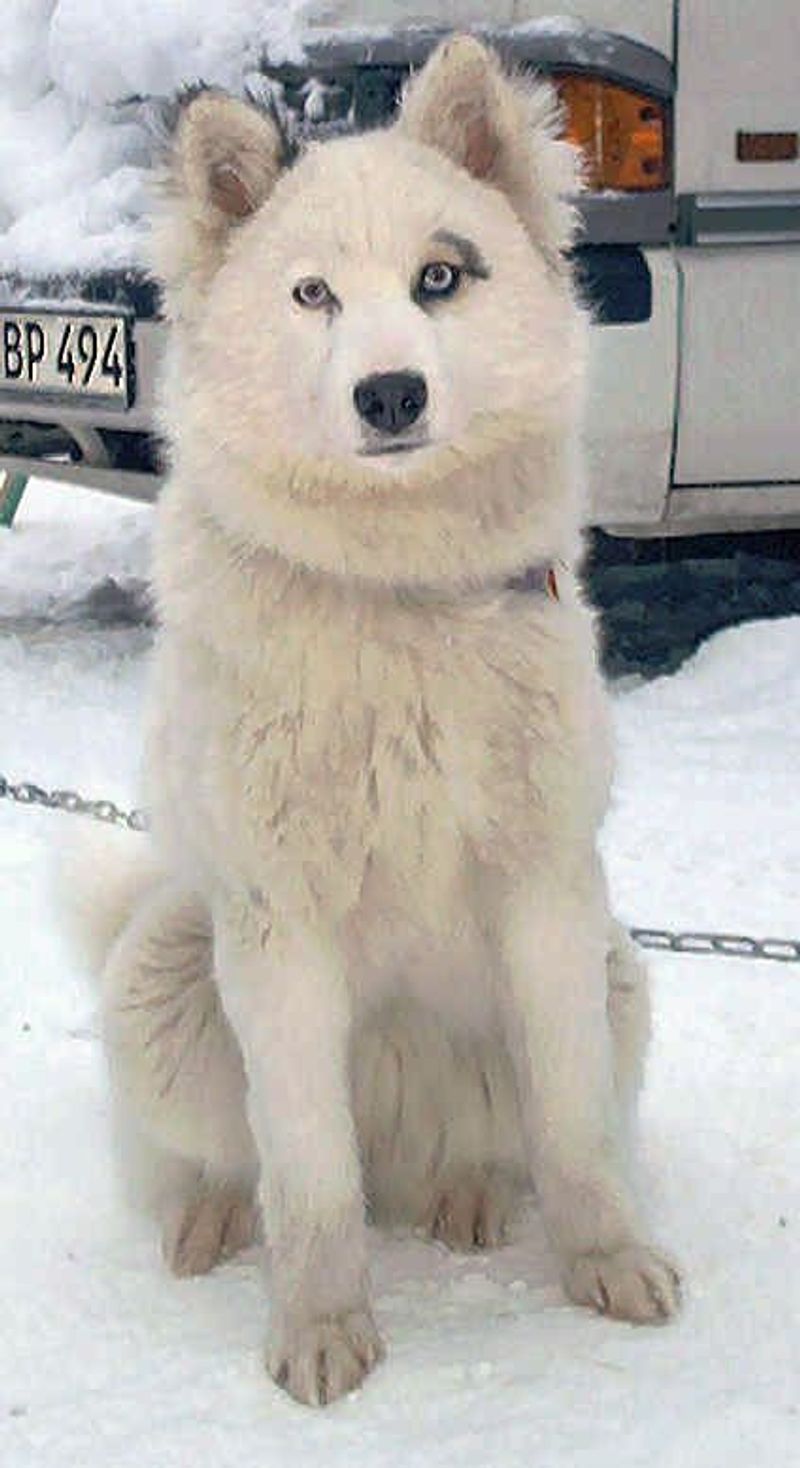 Yakutian Laika