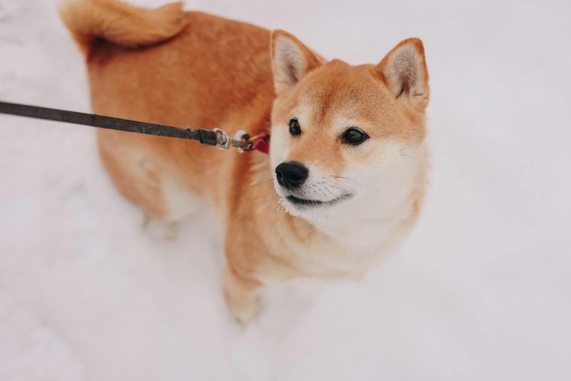 11 Dog Breeds That Bond More with Other Dogs Than Humans 6 Shiba Inu