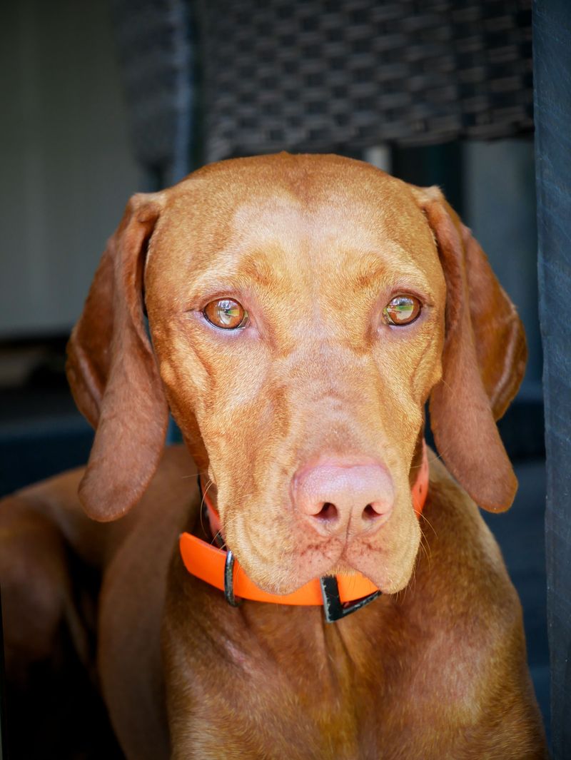 Food, water and two walks a day? For these dogs, that's only the beginning 9 Vizsla