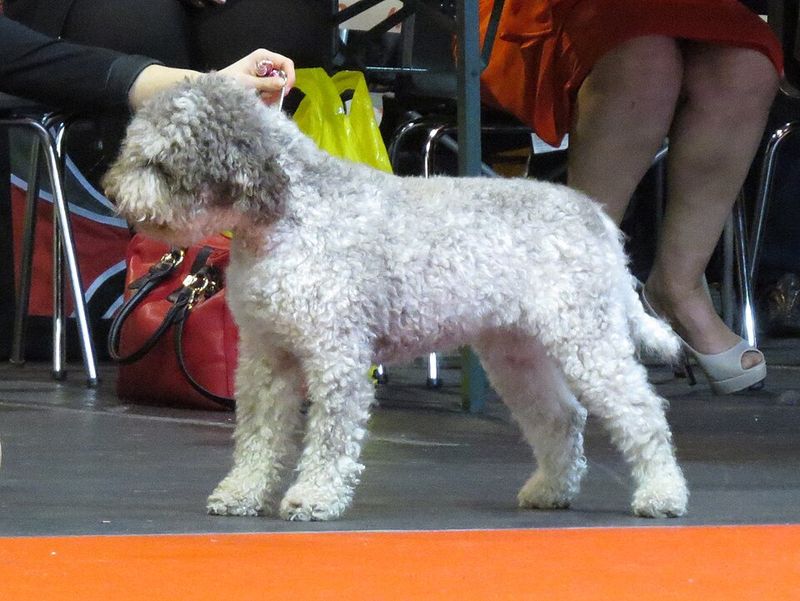 Lagotto Romagnolo
