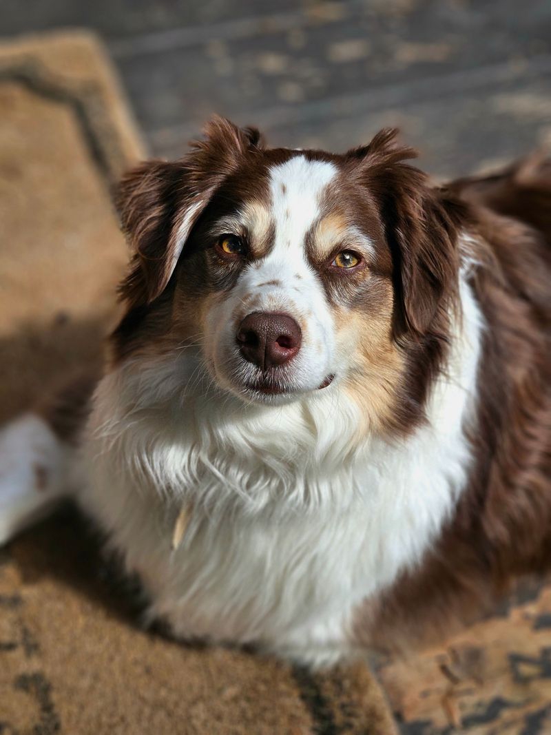 The leash comes off and the real test begins - these dog breeds often have what it takes to keep checking back 9 Australian Shepherd