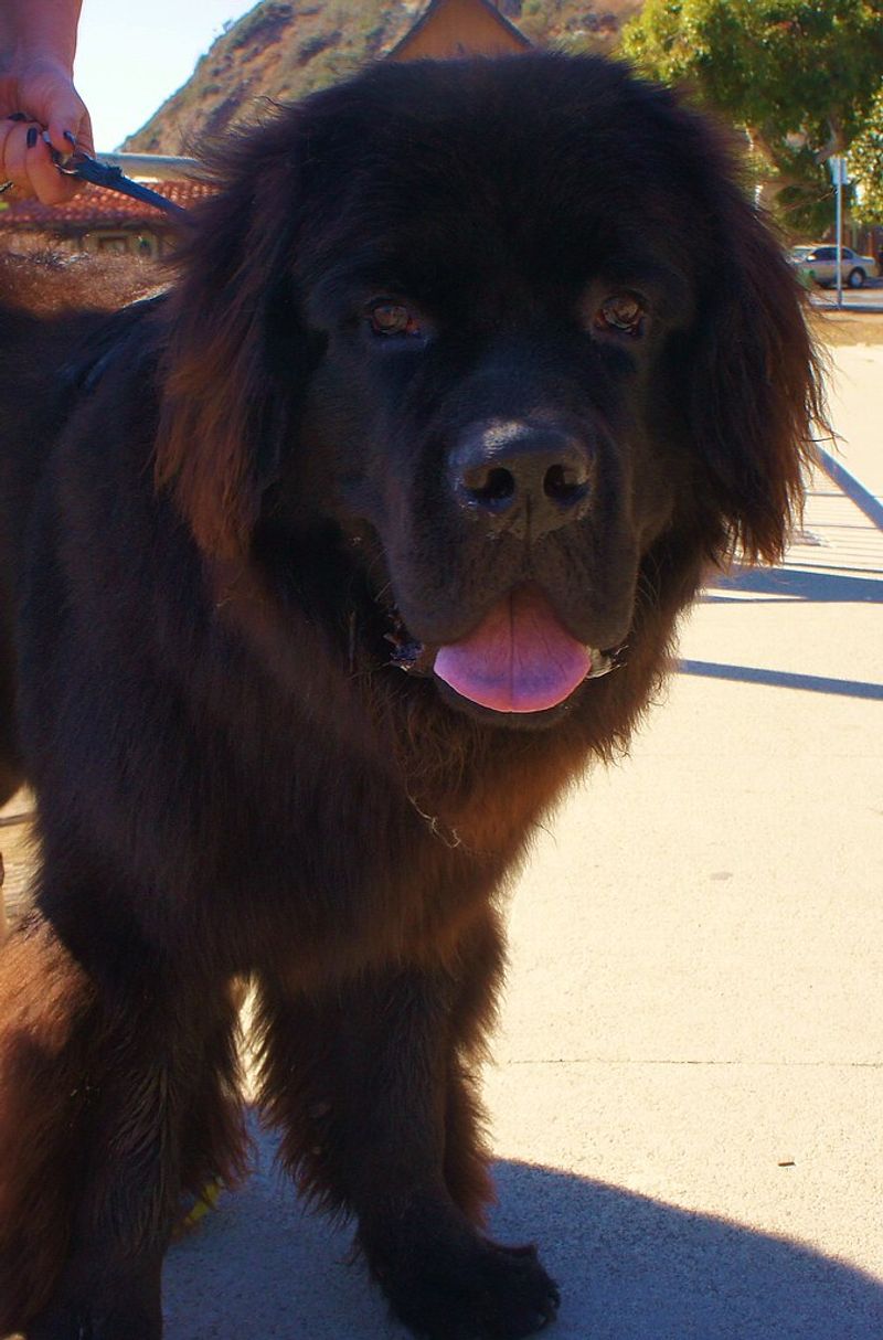 28 Trustworthy Dog Breeds Known for Their Unshakable Loyalty 22 Newfoundland
