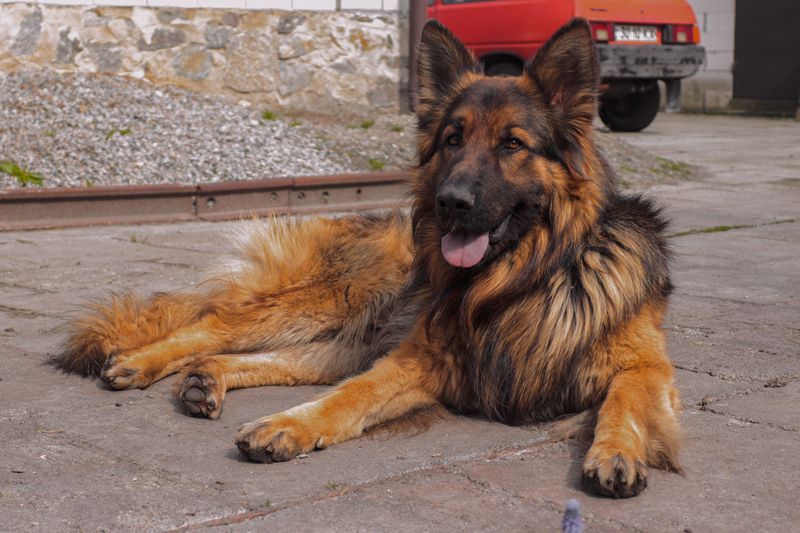 German Shepherd