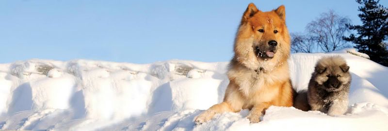 20 dog breeds that balance affection, independence, and strong instincts in unique ways 17 Eurasier